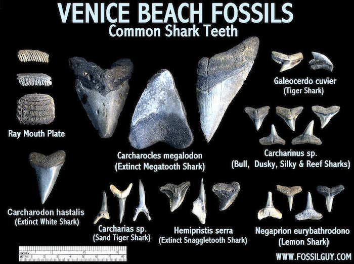 Things To Do https://beachcomberinvenice.icnd-cdn.com/images/thingstodo/1E2EE655venice-shark-teeth-identification.jpg