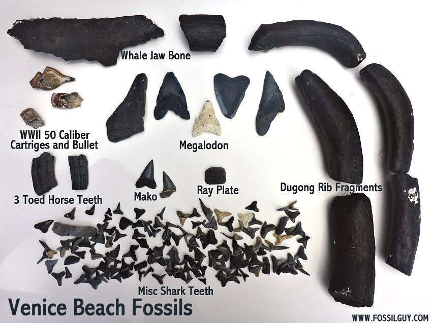 Things To Do https://beachcomberinvenice.icnd-cdn.com/images/thingstodo/venice-beach-fossils.jpg